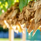 Dry leaves hanging in sunlight, showcasing nature's textures.