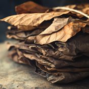 vecteezy_a-rustic-bundle-of-hand-selected-dried-tobacco-leaves_62446585