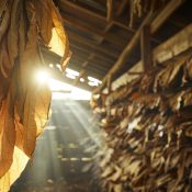 vecteezy_a-sun-shines-through-the-smoke-of-tobacco-leaves_50533124