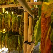 Drying traditional tobacco leaves with Hanging in a field, Indonesia. High quality dry cut tobacco big leaf.