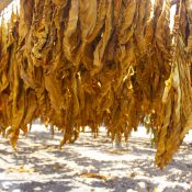 Drying traditional tobacco leaves with Hanging in a field, Indonesia. High quality dry cut tobacco big leaf.
