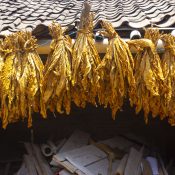 Drying traditional tobacco leaves with Hanging in a field, Indonesia. High quality dry cut tobacco big leaf.